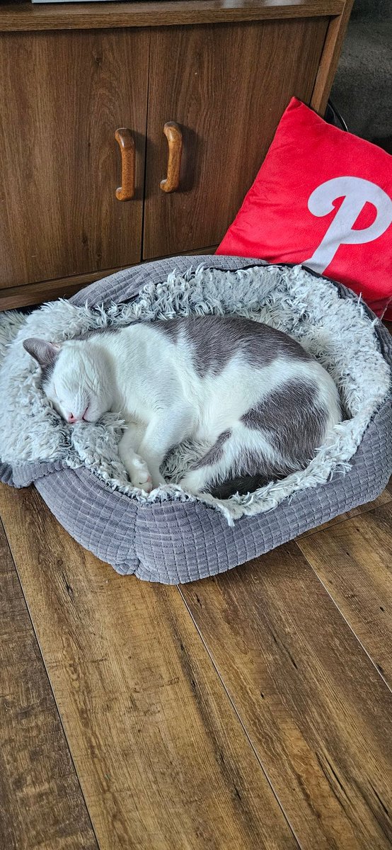 I finally found a place they won't bother me! I spent the day running from Kossie and catching flies. Goodnight everyone. Love, Stubbs 🐾 ❤️ #CatsOfTwitter #dogsoftwitter #missyouReo #PuggieForever #NinaAngel #TikiMyHeart #ForeverLoved #Friends4Ever