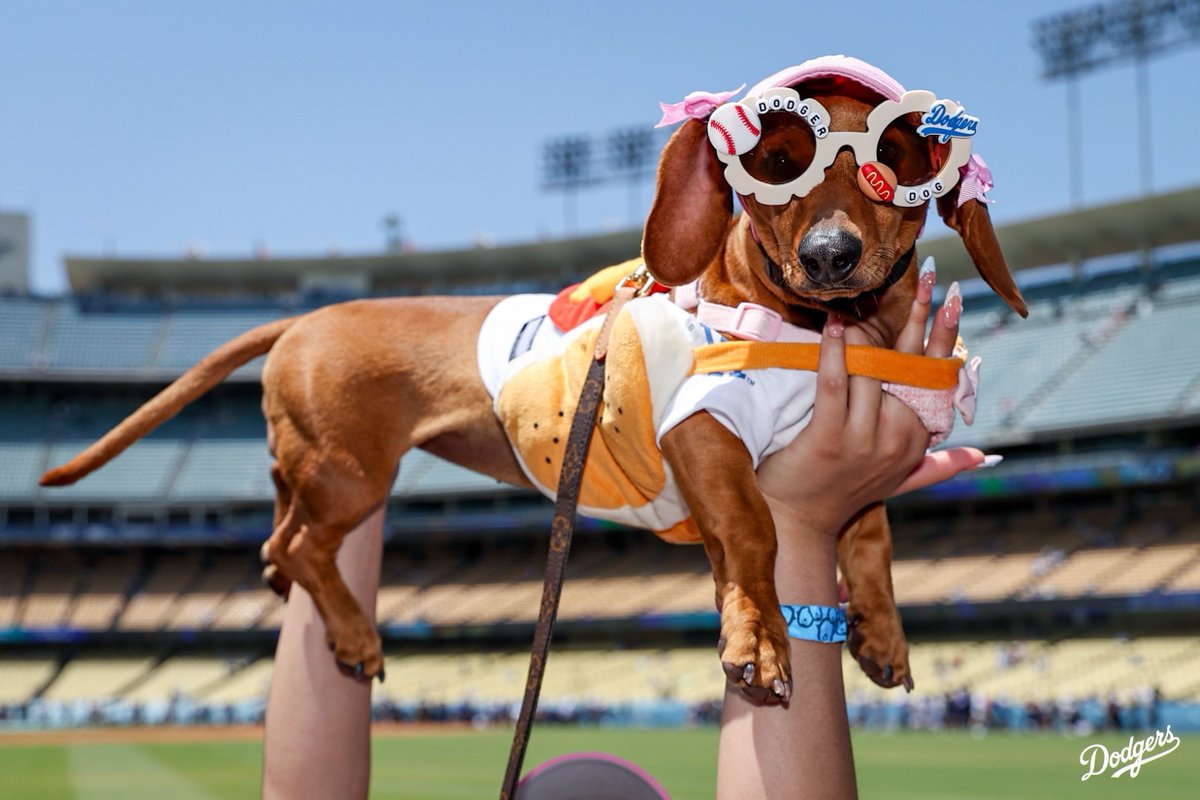 Dodgers's tweet image. Dodger Dogs. 🐶

A series dub on Pups in the Park presented by Tavo!