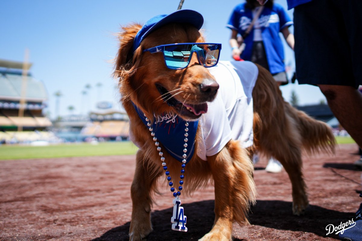 Dodgers's tweet image. Dodger Dogs. 🐶

A series dub on Pups in the Park presented by Tavo!