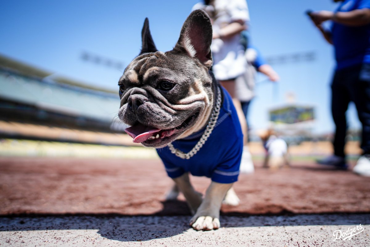 Dodgers's tweet image. Dodger Dogs. 🐶

A series dub on Pups in the Park presented by Tavo!