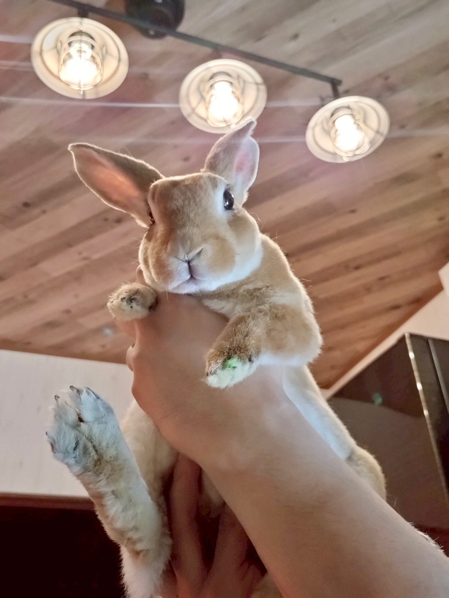 おはパニ♡
#うさぎ #うさぎのいる暮らし #ミニレッキス #ミニウサギ