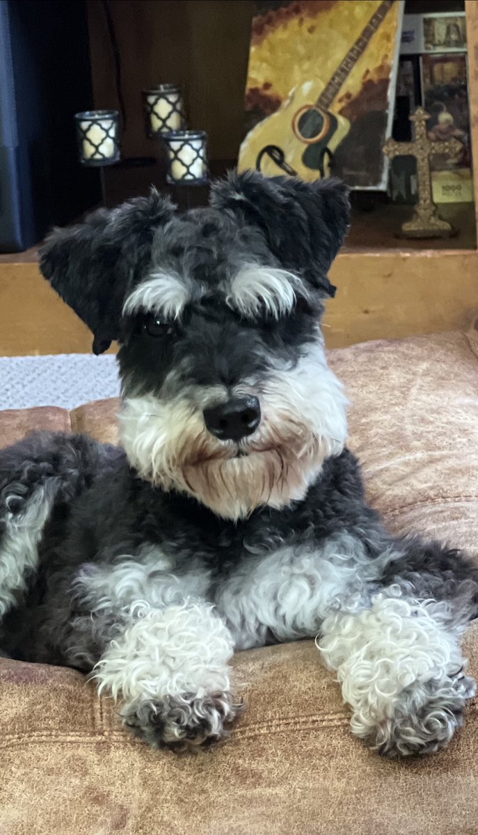 Said goodbye to my little buddy Nash today.  What a great dog he was!  And a friend who was always glad to see me…what a gift.  What a loss…Run fast &amp; jump far buddy!  🐶