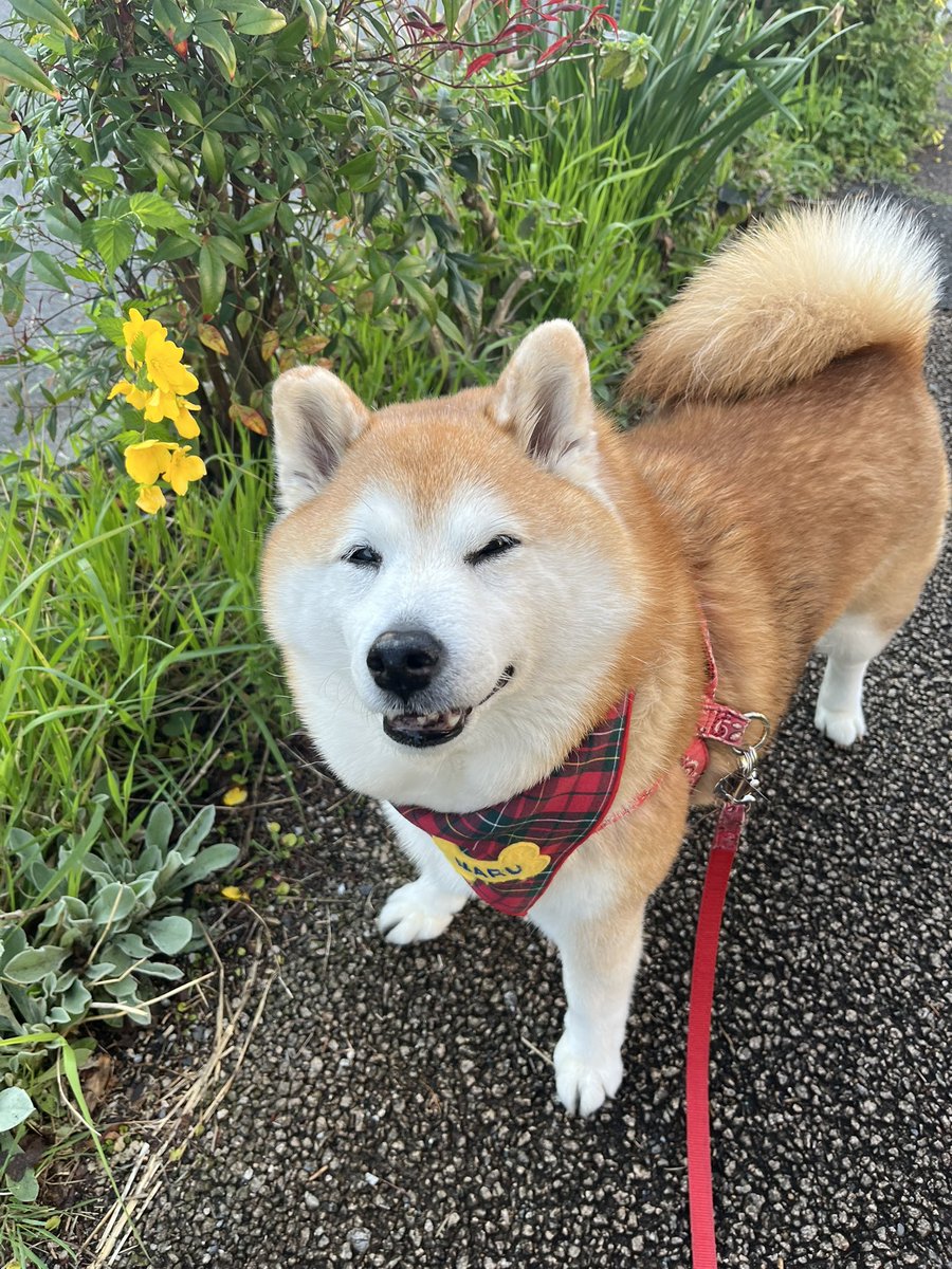 黄色のお花見つけたと思ったら
すっごいドヤ顔された…笑