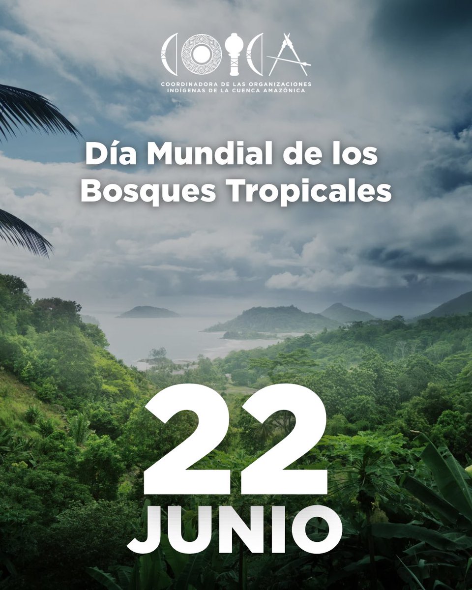 🌿 La Amazonía es el bosque tropical más grande del mundo… y también el más amenazado.

Hoy, en el Día Mundial de los Bosques Tropicales, recordamos que proteger la selva es proteger la vida, el clima y la memoria de los pueblos indígenas que la habitan.

📢 Mientras los árboles
