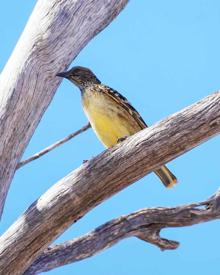 awconservancy's tweet photo. We’ve spotted the Western Bowerbird at Mount Gibson Wildlife Sanctuary for the first time... and what a treasure this treasure hunter is! This species decorates its bower with green, silver and white objects, carefully chosen to make its fuchsia crest pop for potential mates. https://t.co/uqcATELw7f