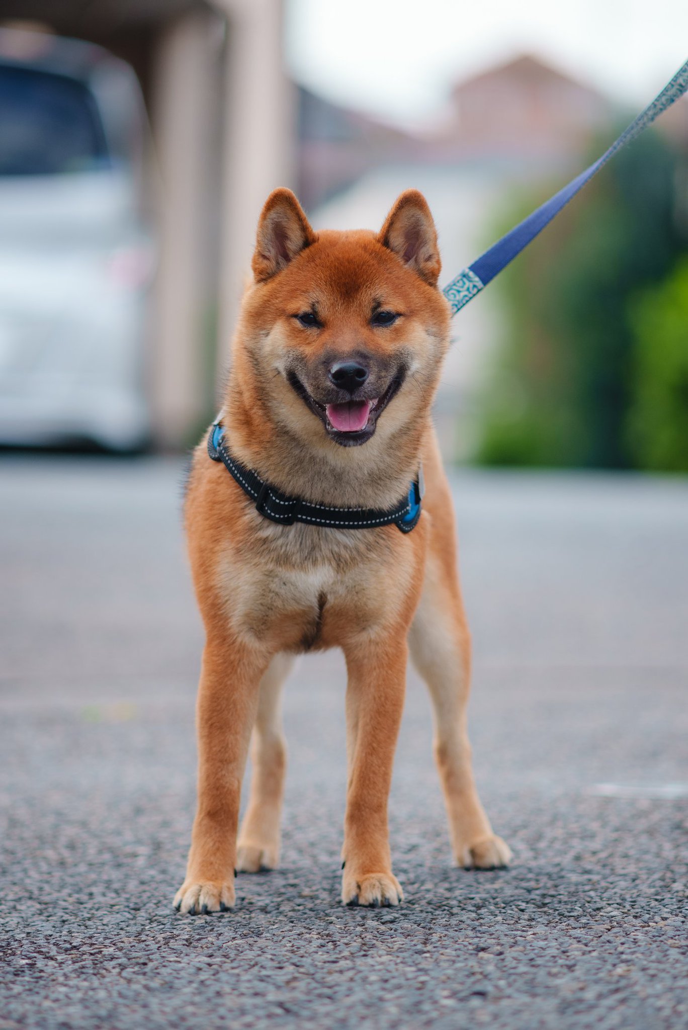 ダッドウェイ】トリーツトイ オレンジ (犬猫用 おもちゃ 知育