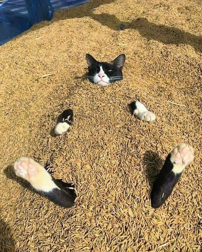 Punch Cat (@punchingcat) on Twitter photo 