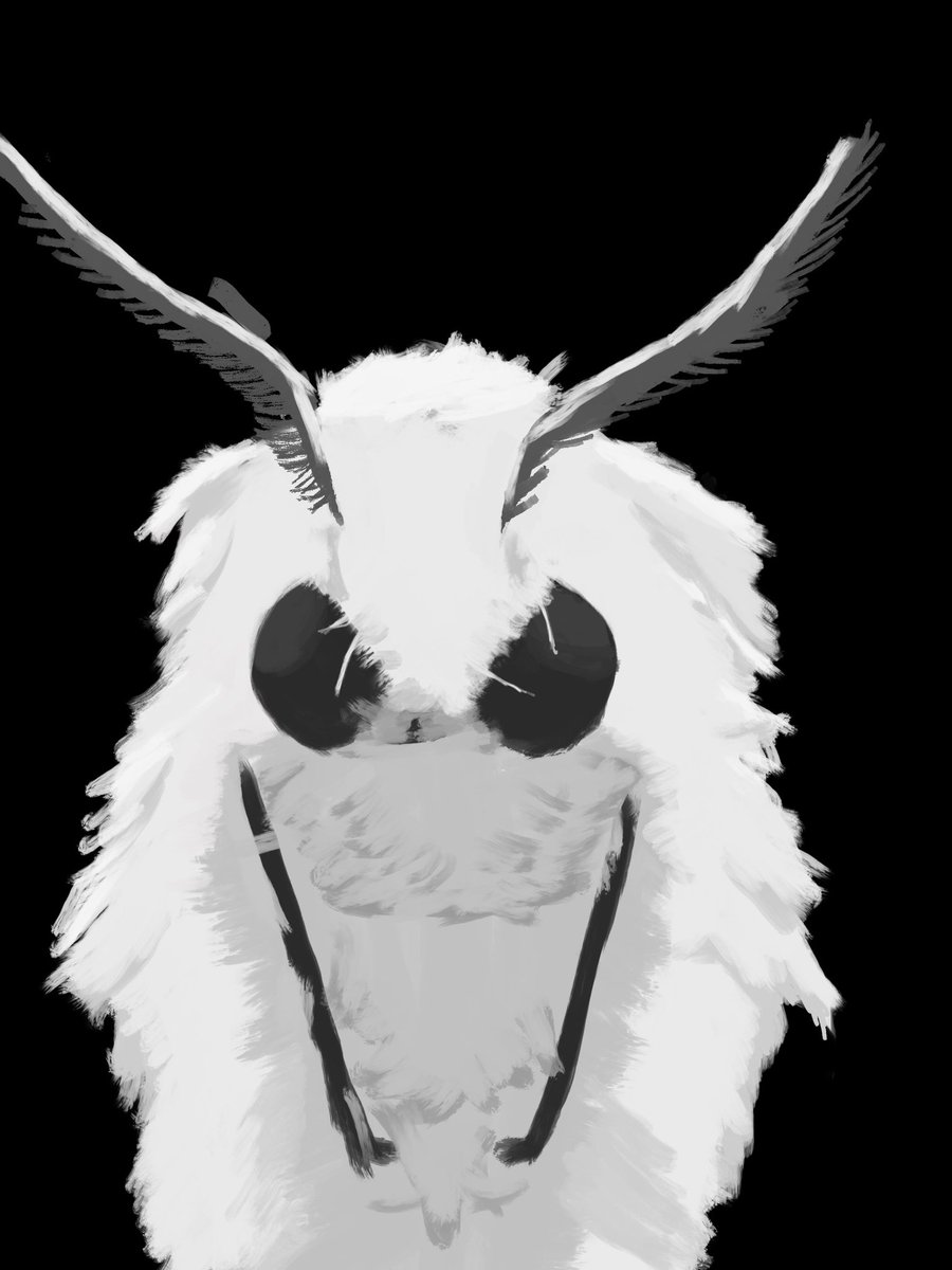 TeleDraws's tweet image. Felt like drawing a moth