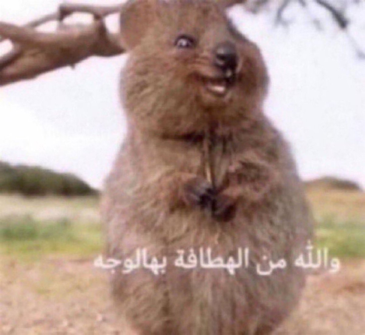 الي كانو واثقين !