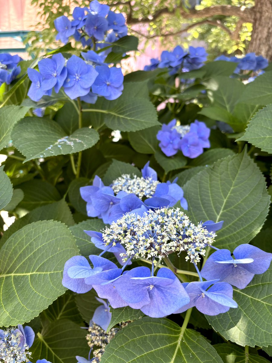 bocchiviolin's tweet photo. 紫陽花の季節になりましたね🍀

バタバタしておりますが、月末にかけて動画を何本か投稿します！
今週末にニコ生、Youtubeライブもやります🎻
またお知らせします🎶 https://t.co/kcvUwNnKzD