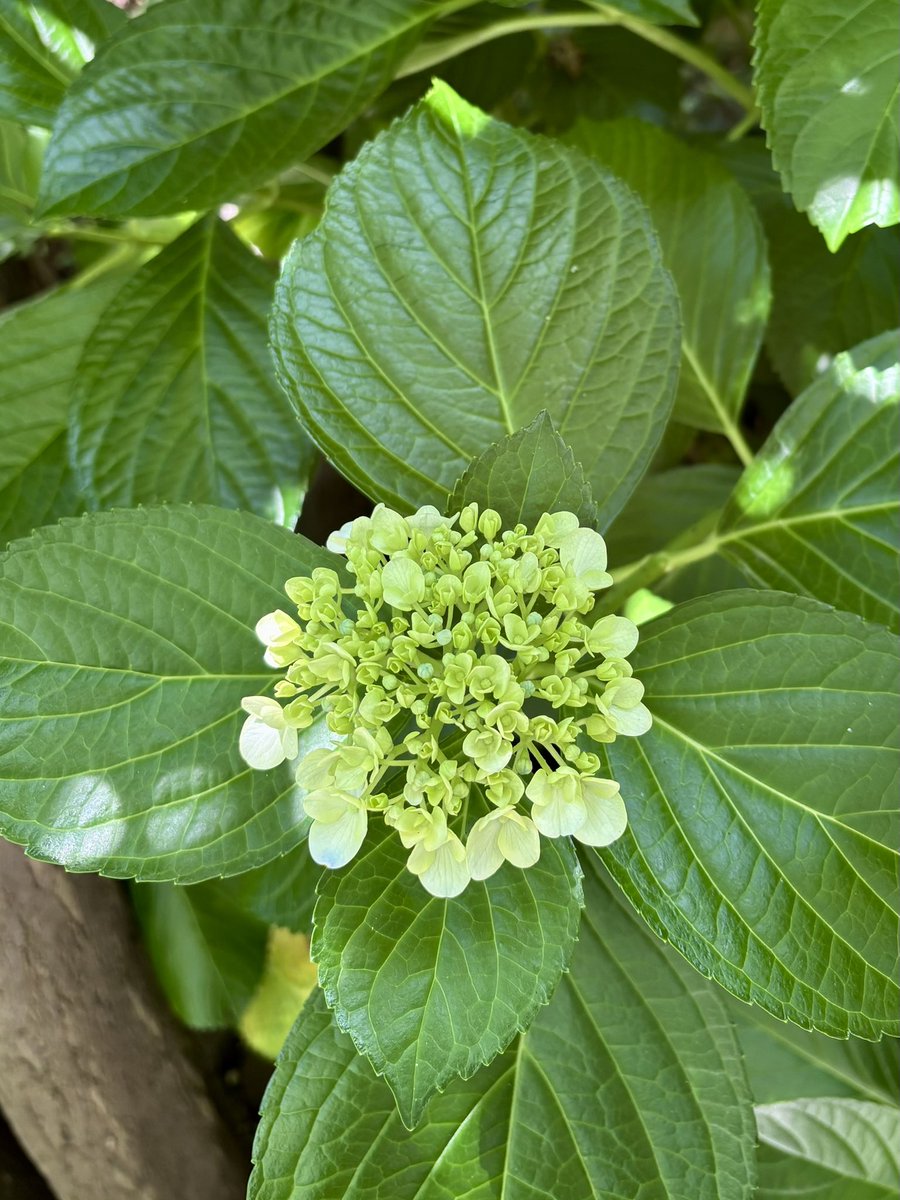bocchiviolin's tweet photo. 紫陽花の季節になりましたね🍀

バタバタしておりますが、月末にかけて動画を何本か投稿します！
今週末にニコ生、Youtubeライブもやります🎻
またお知らせします🎶 https://t.co/kcvUwNnKzD