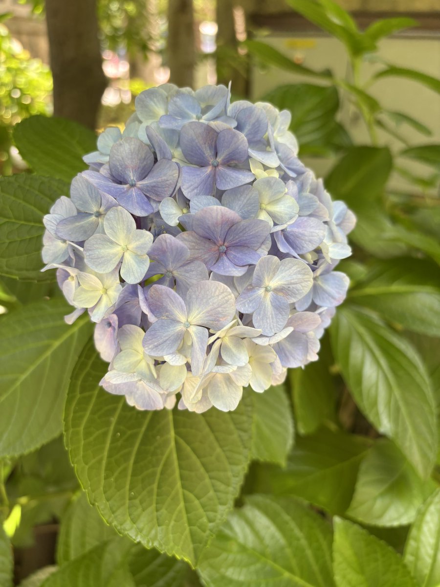 bocchiviolin's tweet photo. 紫陽花の季節になりましたね🍀

バタバタしておりますが、月末にかけて動画を何本か投稿します！
今週末にニコ生、Youtubeライブもやります🎻
またお知らせします🎶 https://t.co/kcvUwNnKzD