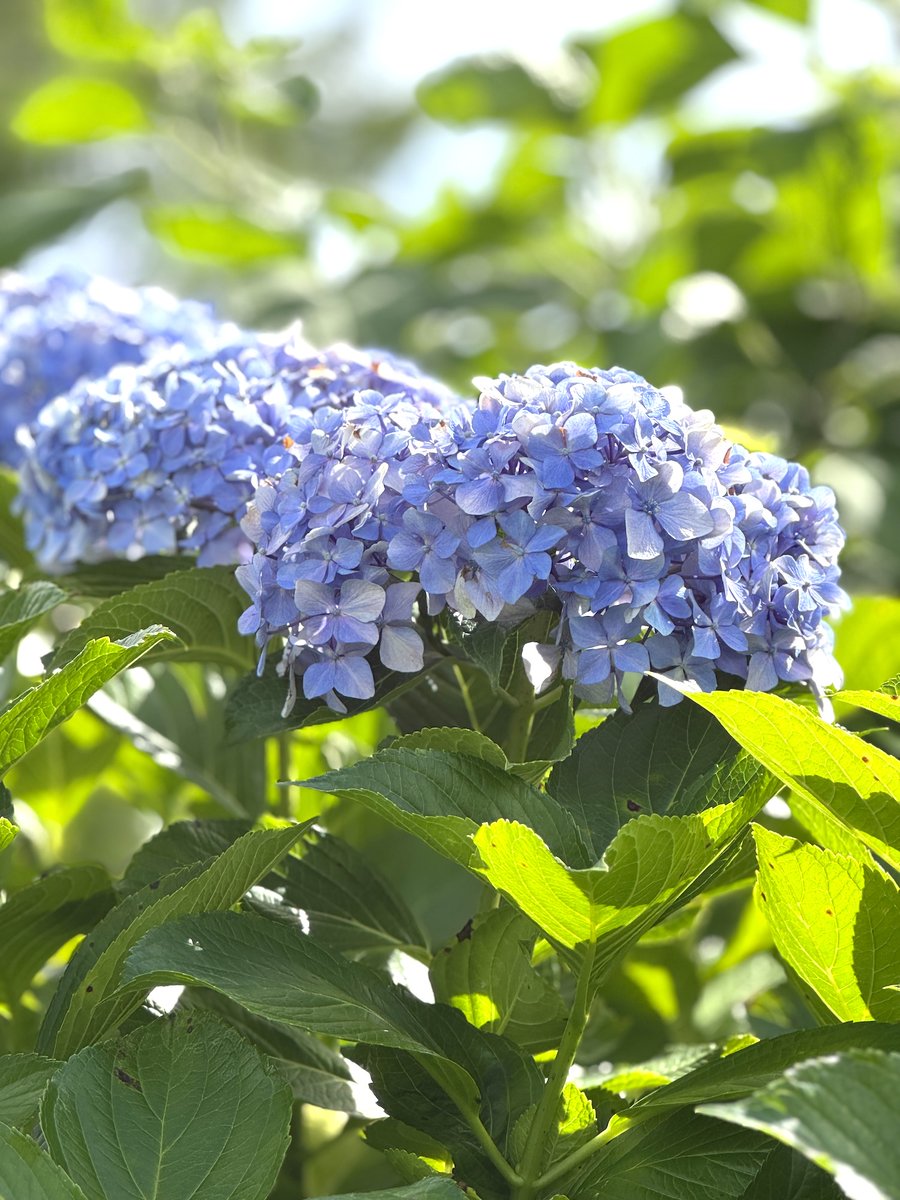 ＼おはようございまっぷ／
梅雨らしくない天気が続いていますね👀
紫陽花もしおれ気味…💧
体調に気をつけて、今週も元気に過ごしましょう〜☺️

#おはよう