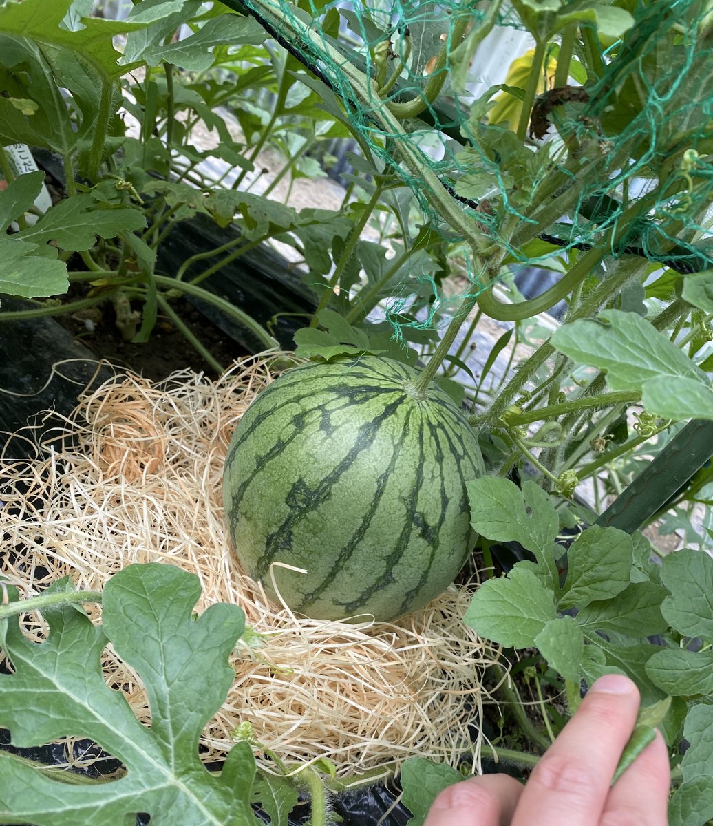 おはようございます

スイカ🍉スクスクと育っております♪(●´艸`)ﾑﾌﾌ

ぶら下げるの難しくて下にクッション敷きました

昨日はご訪問ありがとうございました
私も25日にお買い物予定です

今週もどうぞ宜しくです

#家庭菜園