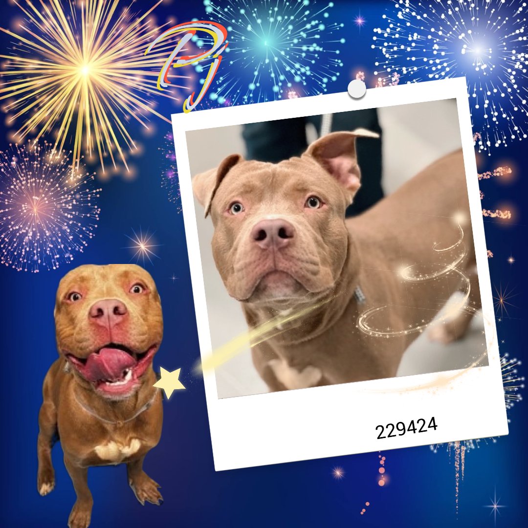 🐾1-y/o Pj found as a stray &amp; briefly kept by finder - nipped when finder's young child kept taking treats &amp; toys away from him. Finder says super fun &amp; loving &amp; playful, earned 2nd best behavior rating. Friendly w/ strangers, kids &amp; dogs. Loves treats. Needs a foster offer by