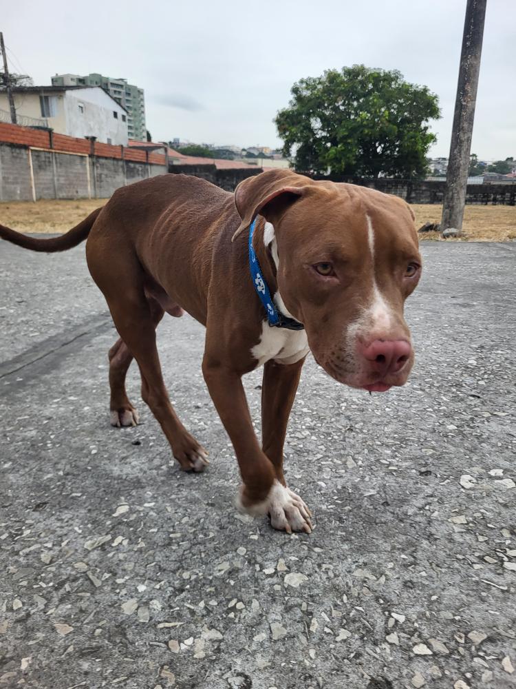 AlertaMePerdi's tweet photo. #ENCONTRADO #GUAYAQUIL
Fecha: 22/06/25
Sector: Norte, Alborada 10ma. etapa
Sexo: Macho
Raza: Pitbull
Obsv.: Pelaje café con blanco
Contacto: 0963805903
¡Ayúdalo a volver con su familia!
#AlertaMePerdí https://t.co/WTFourxpdN