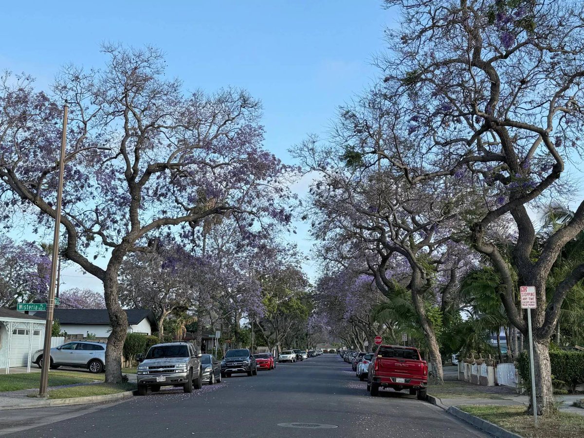 Senta Ana's flowers have faded #CA   #USA