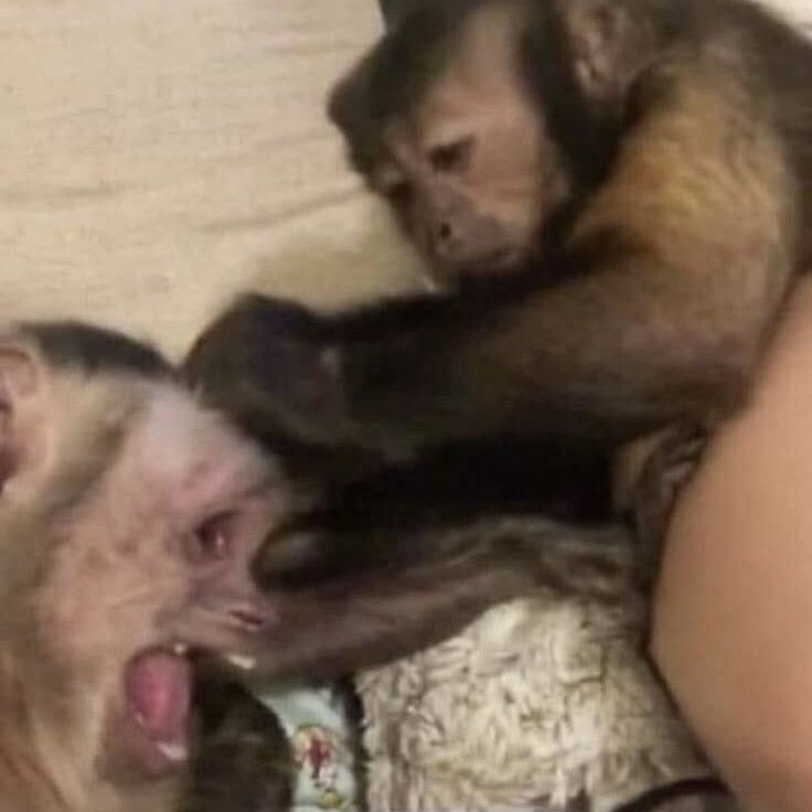 rivers as monkeys (@riversmonkeys) on Twitter photo 