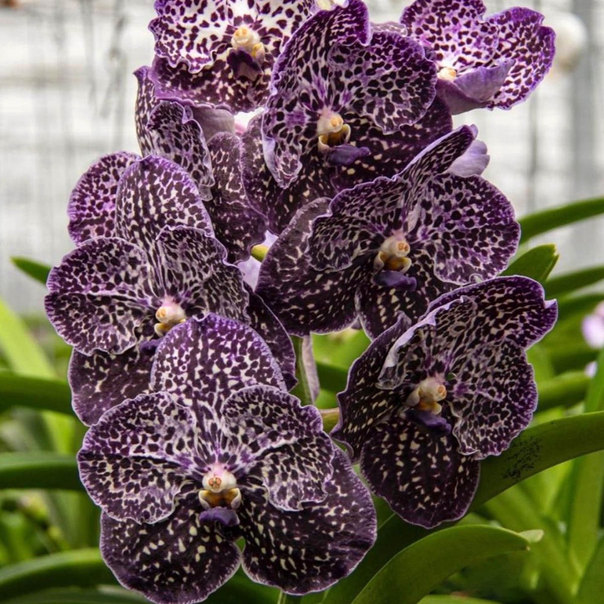 #HVACcouldAlsoStandFor
 horticultural V., (anda) abbreviated cultivated
