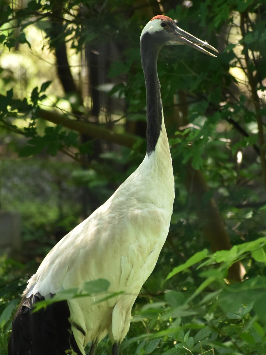 #あさいち文化園
おはようございます、本日は休園日です。

動物園(本園)の大放飼場より、#タンチョウ をおとどけします。

頭の赤色がその名の由来。
赤を意味する"丹"と、てっぺんを意味する"頂"で、「丹頂（たんちょう）」です。

今日もよい一日でありますように。
#朝の動物園　#文化園の動物たち
