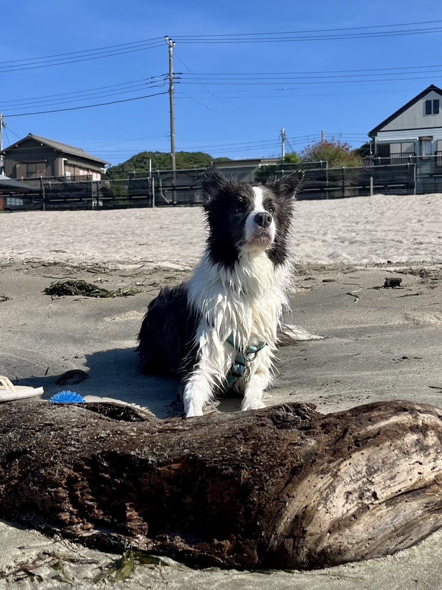 昨日は海で遊んできました🌊

小さな湾になってるとこで波は穏やか
気温25度くらい水は冷たくなく風もあって快適そのもの

レイニーいっぱい泳いで大満足✨