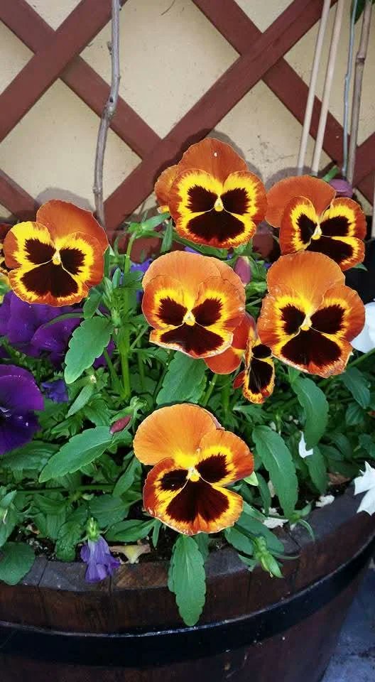 Upvote Humor tweet media