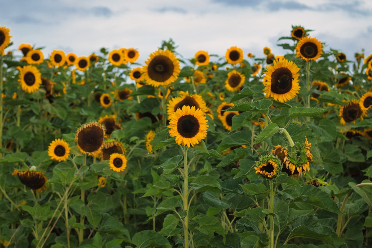 solarshadowy's tweet photo. A sunflower field is like a sky with a thousand suns. https://t.co/z1jpOPqXSi