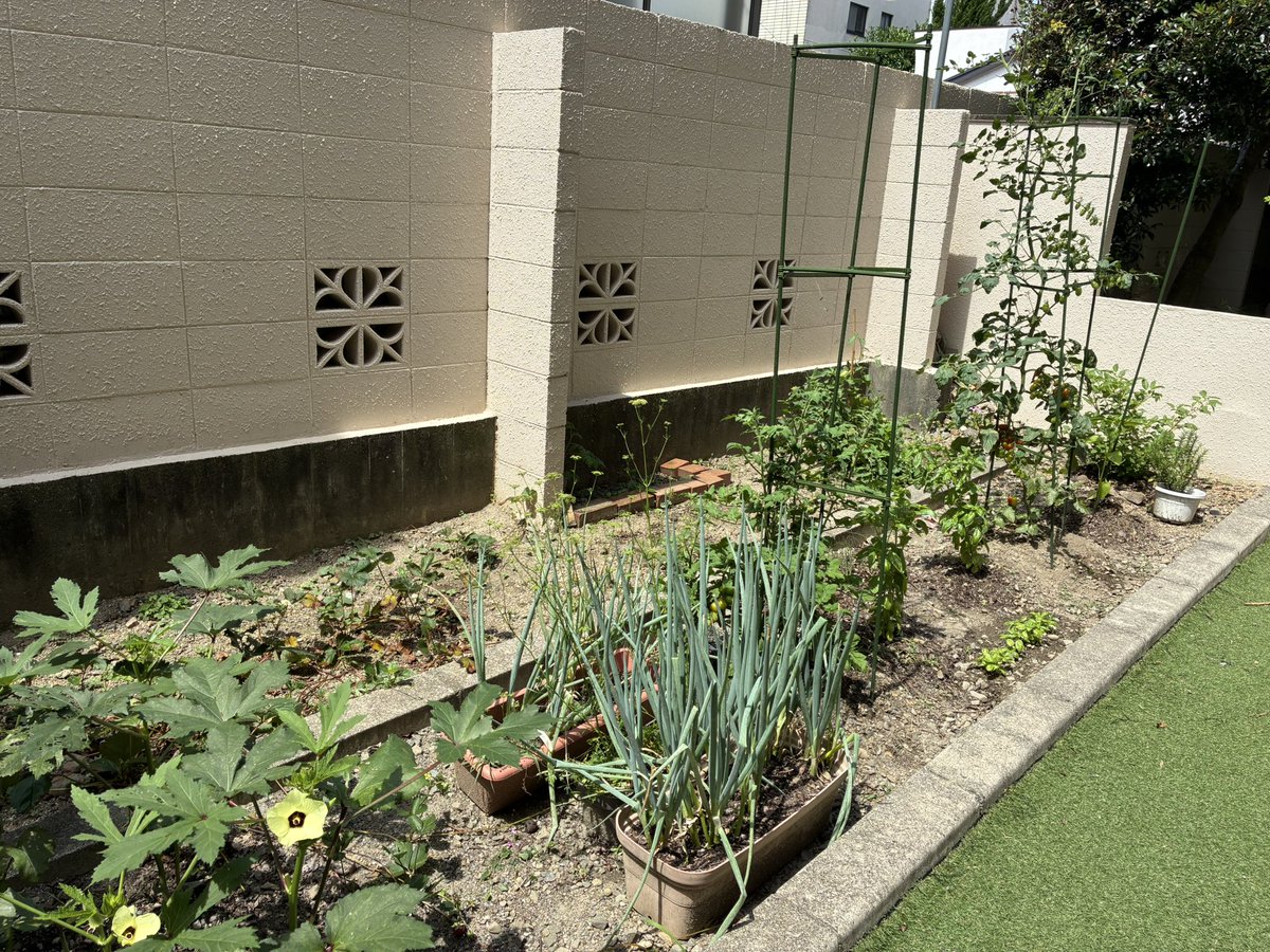 趣味という名の暇つぶし、家庭菜園。トマトとオクラは食べるのが追いつかなくなってきた🍅去年鉢植えを買ってきたイチジクも順調に実をつける🍐