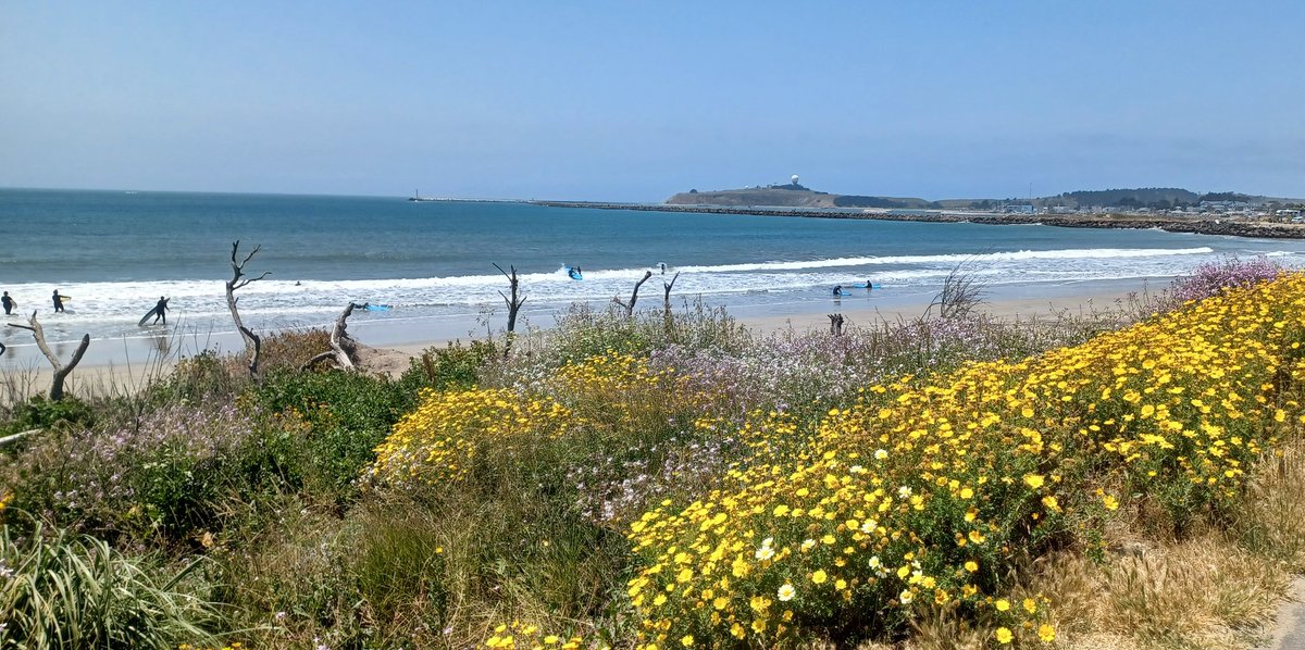 rukiddingme3590's tweet photo. Wonderful Sunday on the coast. 😎🍺🍽🦑🐙🐟⛵️🏄 #Hwy1 #PrincetonHarbor #ElGranada #HalfMoonBay #seafood #clamchowder #fishandchips https://t.co/hrRYXeTU9M