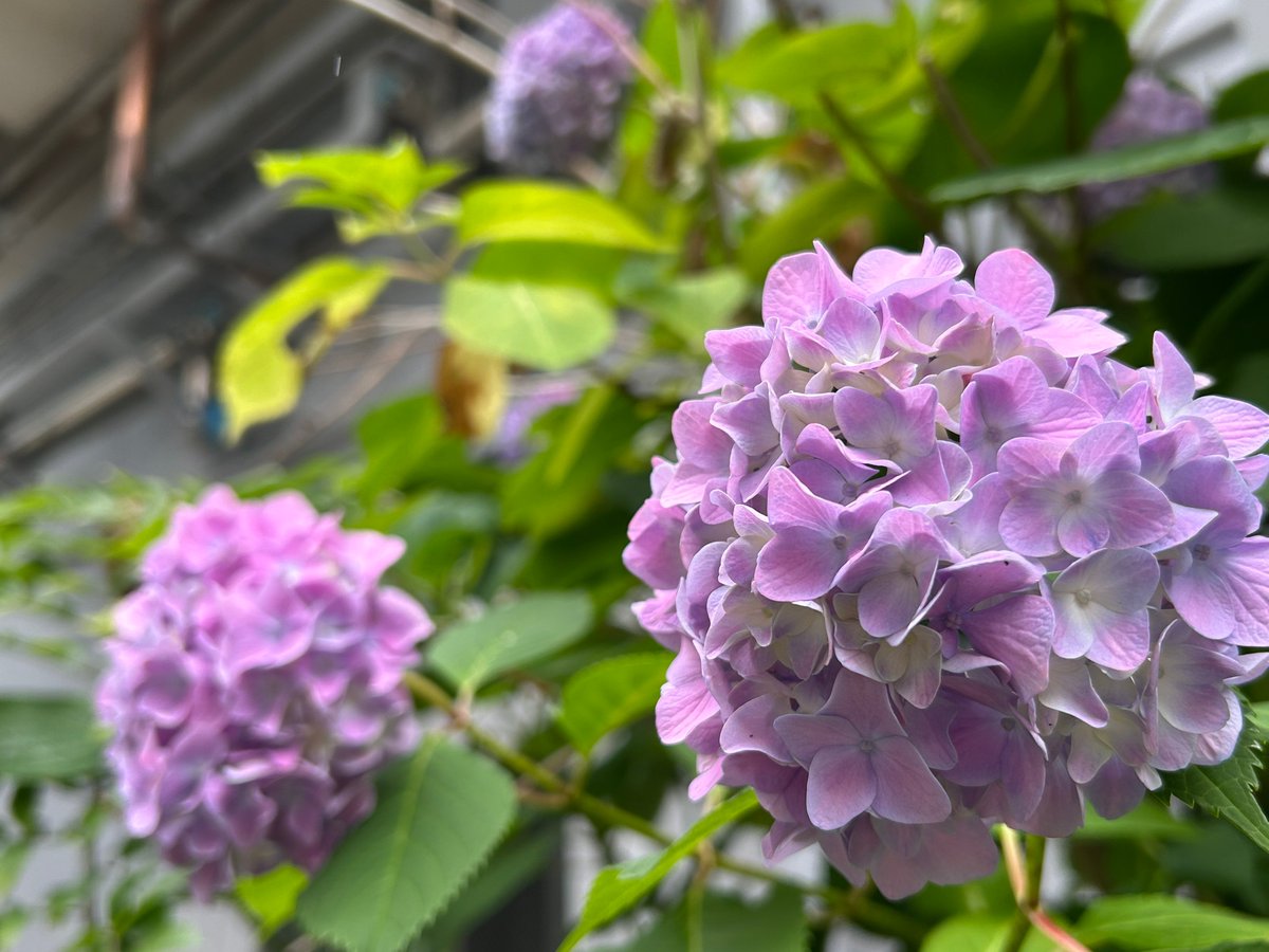 [Campus Life]
The rainy season has arrived in Japan.
Although it's often a gloomy and somewhat melancholic time of year, beautiful hydrangeas are now blooming around the science building.
Our campus is surrounded by lush greenery, creating a relaxing and peaceful atmosphere.
