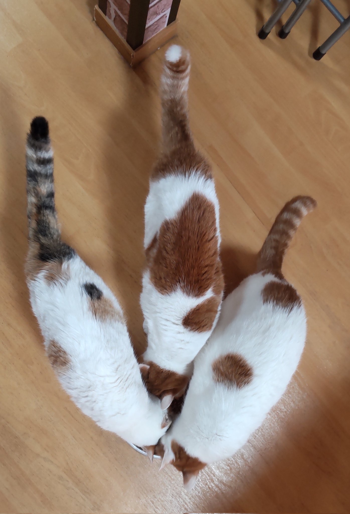 猫じゃらし on X: 