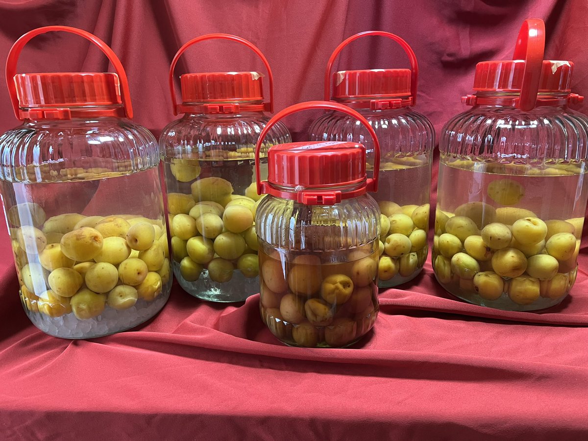 田舎通信
皆さん変わり無いですか？
おじちゃんは元気にしてます。
今年は梅が豊作で梅酒の仕込を！おじちゃんは飲めないから美味しいかは不明(o^^o)
呑助に言わせれば美味しいとか！小さな瓶の物は令和三年仕込の物で美味しい見たい。数年後に飲ませますね！
楽しみにね