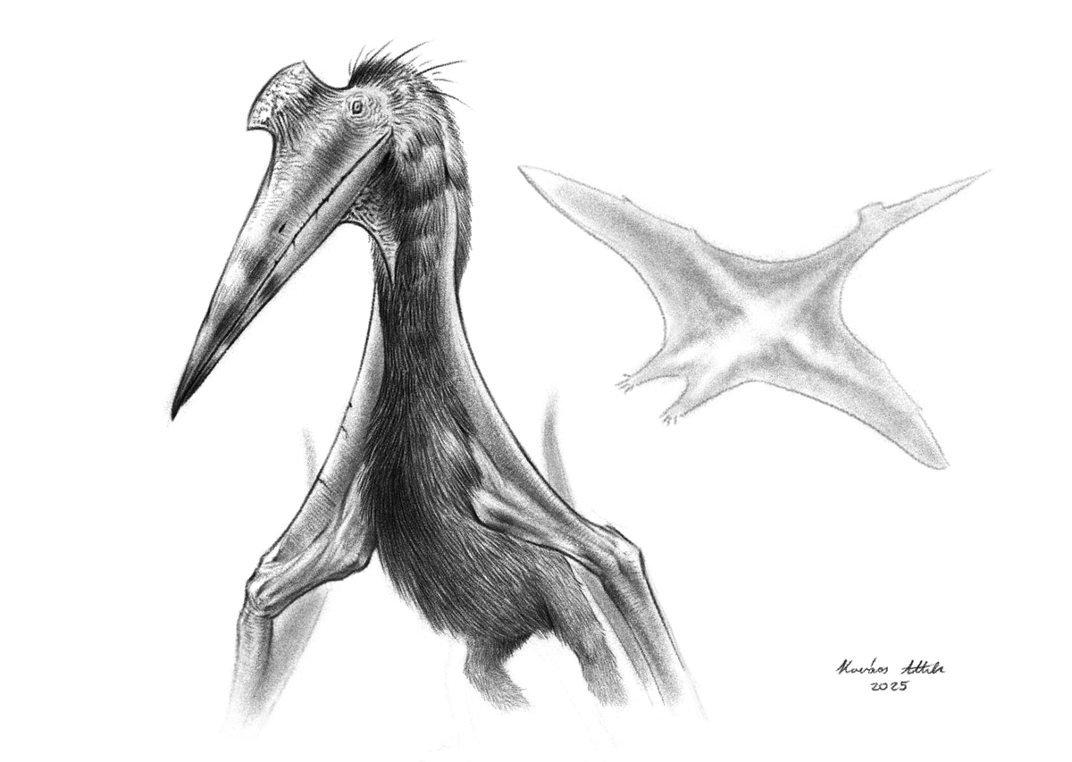 What if Azhdarchidae pterosaurs had such a long neck because it helped to stretch out a large propatagium, increasing the wing's surface area?