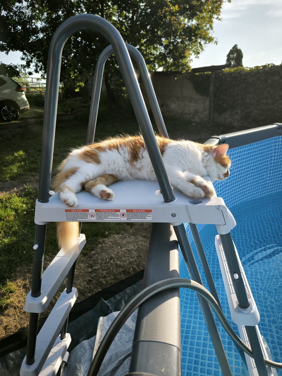 Les vacances c'est fini ! 

Ce soir je vous fait un planning et retour des lives demain 🤟

En attendant une photo de Rumble qui lui est toujours en vacances 😜