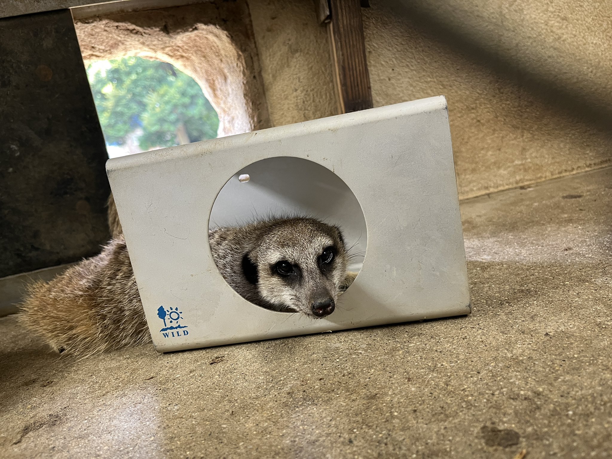 ミーアキャットさん 千葉市動物公園【公式】 on X: 