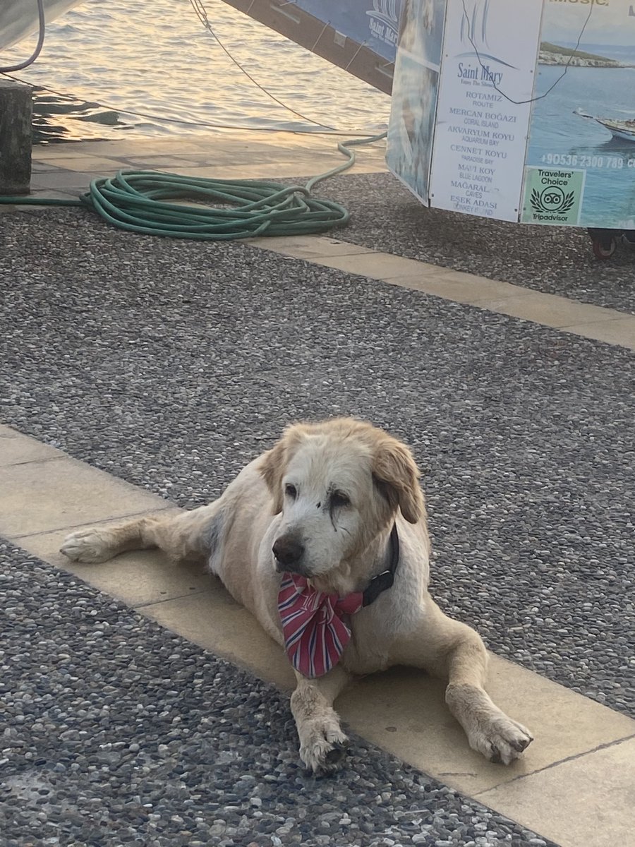 Köpegin bile medeni olduğu yerdeyiz