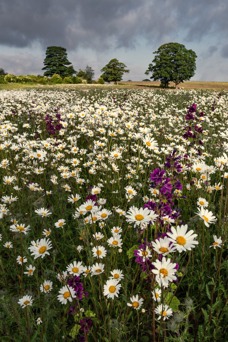 jimscottphoto's tweet image. Summertime.