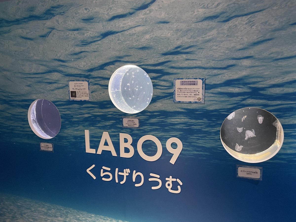 呼吸するくらげ 京都水族館 on X