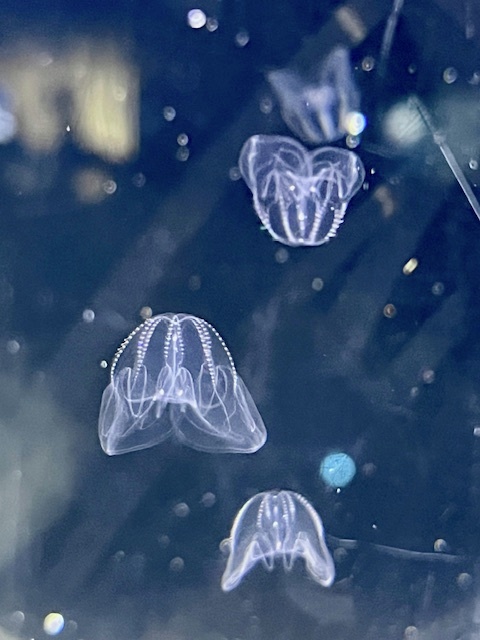 クラゲアート 3Dアート タコクラゲ | AQUAS Gift Shop / online store