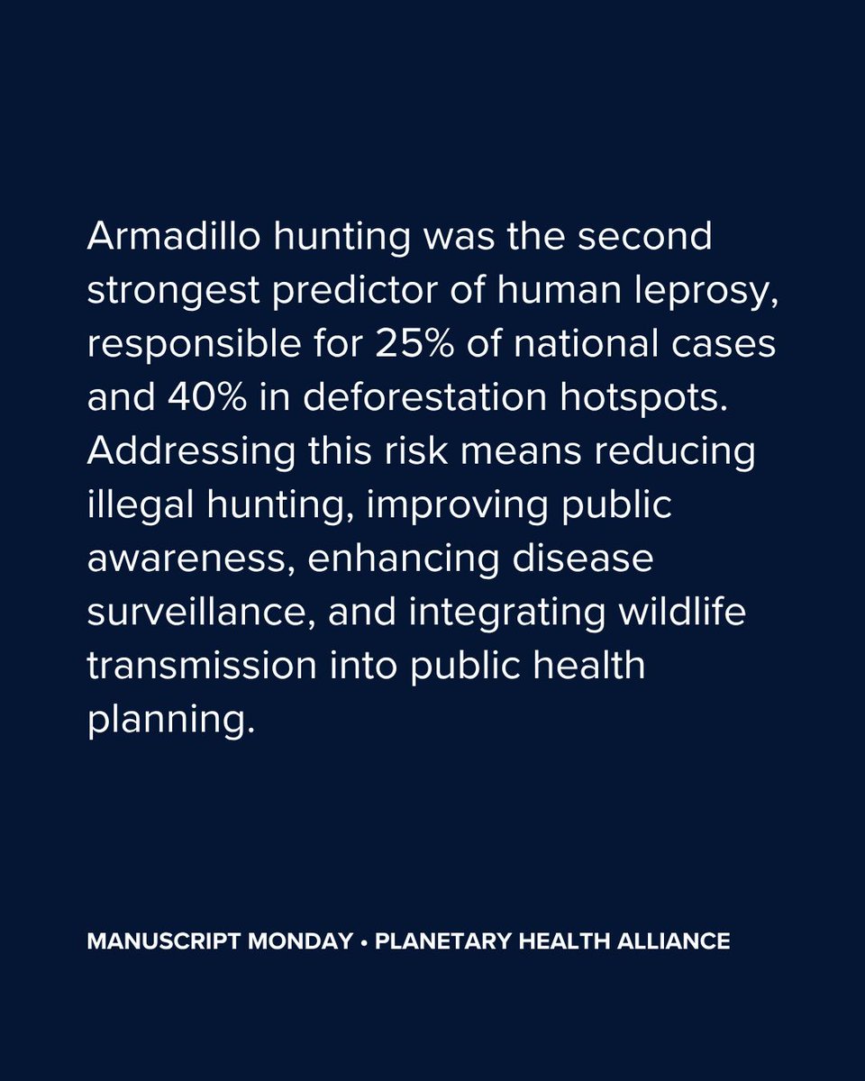 ph_alliance's tweet image. New research from Brazil finds armadillo hunting is the second strongest predictor of human #Leprosy—tied to 25% of national cases &amp;amp; 40% in deforested areas. A powerful reminder of the links between #Wildlife, #LandUse &amp;amp; #Disease.

✨ Read now: buff.ly/lw7RZlT