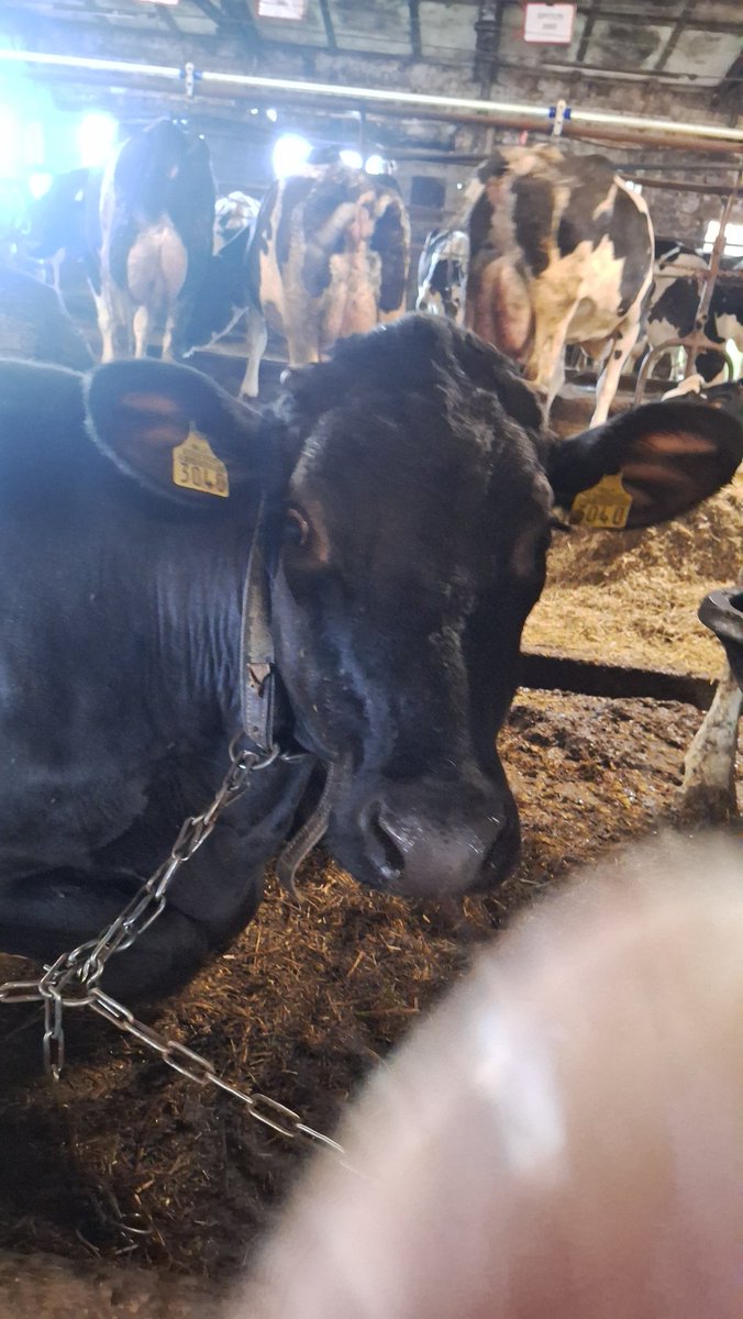 Alu, alu Jāņa tēvs(i) līīgo, līgo, sieru, sieru, Jāņamāte, līgo! Neesmu nevienam Jānim māte, bet sieri man ir veseli divi. Bez ķimenēm un ar dillēm! Slava 🐮Eskobarai un viņas komandai!