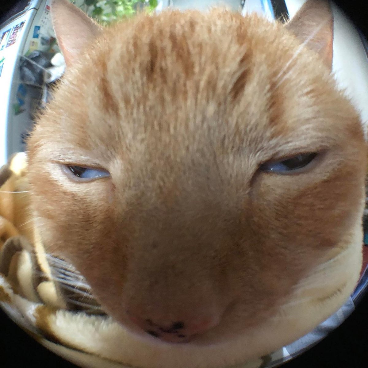 Punch Cat (@punchingcat) on Twitter photo 