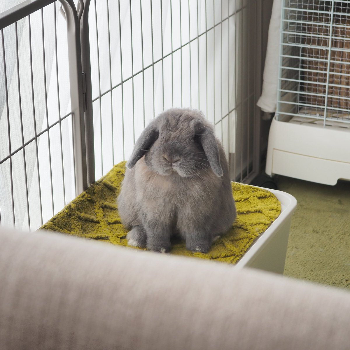 最近、テーブルで何か食べてると、ふわふわの精霊がこっちを見てくる…