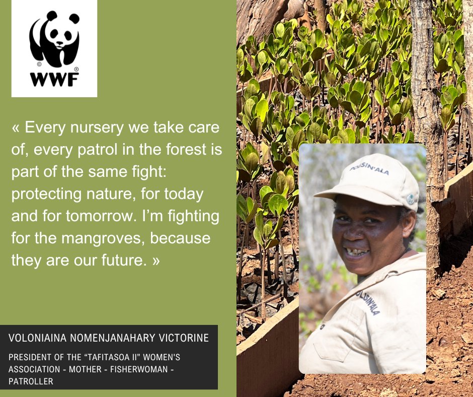 WWF Madagascar (@wwf_mada) on Twitter photo 🌱In the Tsiribihina Delta, Victorine plants hope - one mangrove at a time.
From patrolling forests to nurturing nurseries, her fight for nature is fierce and ispiring. 
One local act, global impact.
🔗 Full article : bit.ly/40jGpQe 🌱In the Tsiribihina Delta, Victorine plants hope - one mangrove at a time.
From patrolling forests to nurturing nurseries, her fight for nature is fierce and ispiring. 
One local act, global impact.
🔗 Full article : bit.ly/40jGpQe