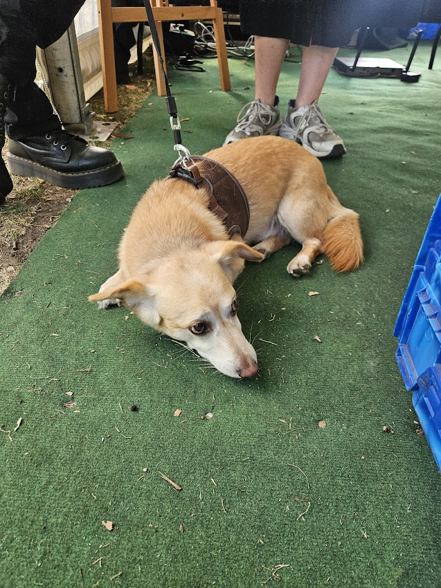Louie Stowell (@louiestowell) on Twitter photo Thank you <a href="/kidslitfest/">BarnesKidsLitFest</a> for a lovely afternoon! Thanks to everyone who came and especially to my excellent young actors! And thank you to the volunteer who brought THIS DOG with them for it was a very good dog. Thank you <a href="/kidslitfest/">BarnesKidsLitFest</a> for a lovely afternoon! Thanks to everyone who came and especially to my excellent young actors! And thank you to the volunteer who brought THIS DOG with them for it was a very good dog.