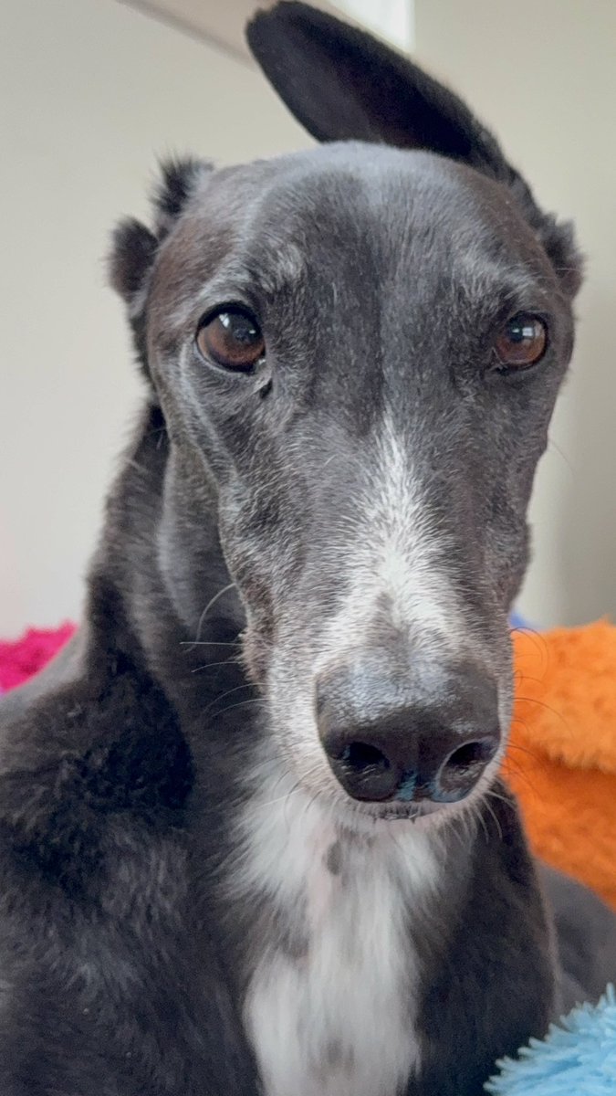 paddythegreyt's tweet image. Happy #Monday! My tip of today: if you’re tired, take a nap. If you’re overwhelmed, eat a snack. If you’re still stressed… consider adopting a greyhound. We specialise in lounging, judging your emails, and reminding you that you’re doing amazing! 💙🐾🐾
#MondayMotivation…