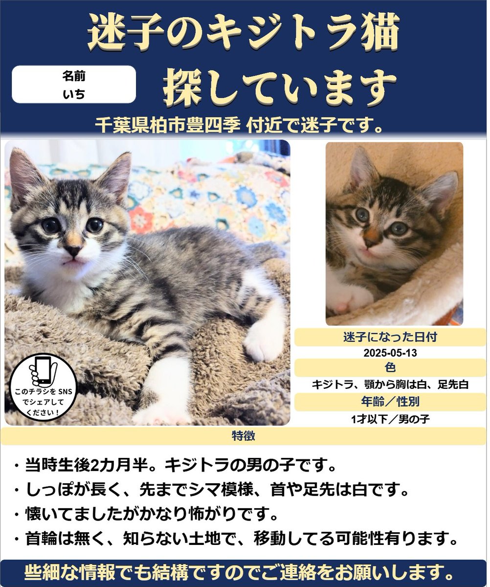 kuronekorintaro's tweet photo. 少しでも情報があると片道1時間かけて行方不明の場所へ行き捜索を続けています。ご協力下さってる皆様本当に有難うございます！それと周辺の皆様にご迷惑おかけして申し訳ございません🙇

#猫　#迷子　#猫探してます　#保護猫　#千葉県　#柏市　#豊四季　#流山市　#キジ白　#サバトラ　#子猫 https://t.co/GBRGfNkP9P