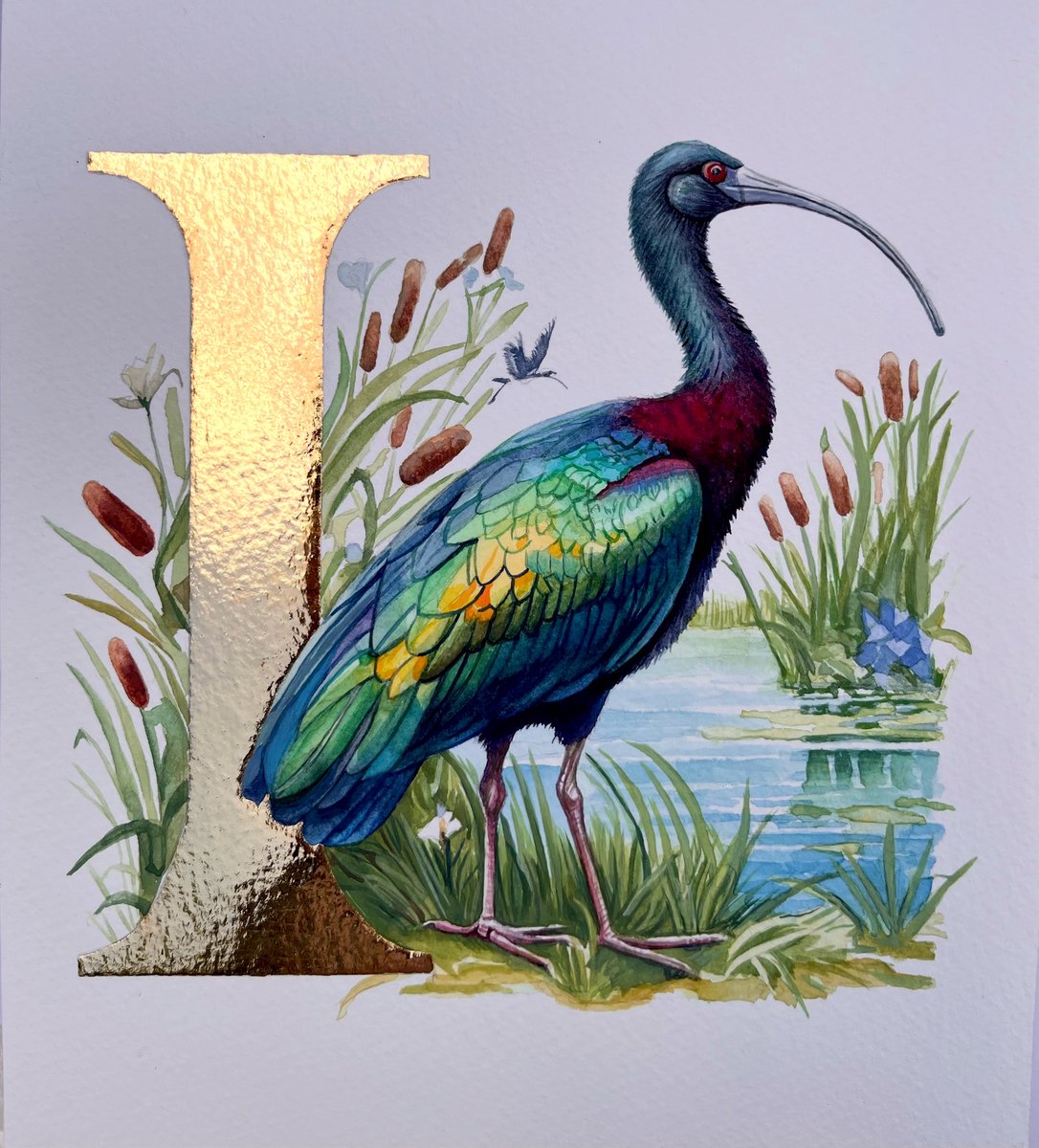 ‘I’ is for Ibis
Watercolour, gouache and 24k gold
28 x 21 cms
By Sheila Wallis, 2025