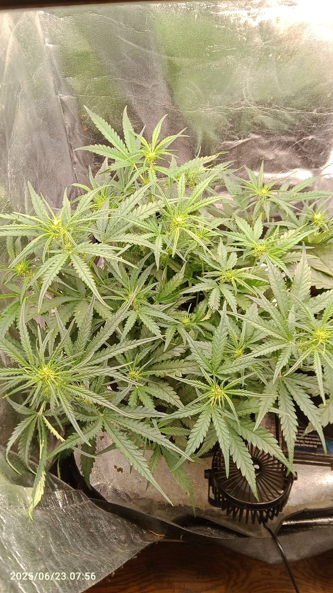 MacCheech (@maccheech1) on Twitter photo Guten Morgen Gromies ☺️
Tag 27 der Strawberry Gorilla und Tag 17 der Blueberry Auto von <a href="/Fast_Buds_De/">Fast Buds DE</a>
+
Outdoor Mikrogrow der Green Posion Auto von <a href="/sweetseeds/">Support Sweet-Seeds</a> am Tag 25.
SG und GP in der Vorblüte mit Nahrungsumstellung. BB Tippelt hinter 😀 Guten Morgen Gromies ☺️
Tag 27 der Strawberry Gorilla und Tag 17 der Blueberry Auto von <a href="/Fast_Buds_De/">Fast Buds DE</a>
+
Outdoor Mikrogrow der Green Posion Auto von <a href="/sweetseeds/">Support Sweet-Seeds</a> am Tag 25.
SG und GP in der Vorblüte mit Nahrungsumstellung. BB Tippelt hinter 😀
