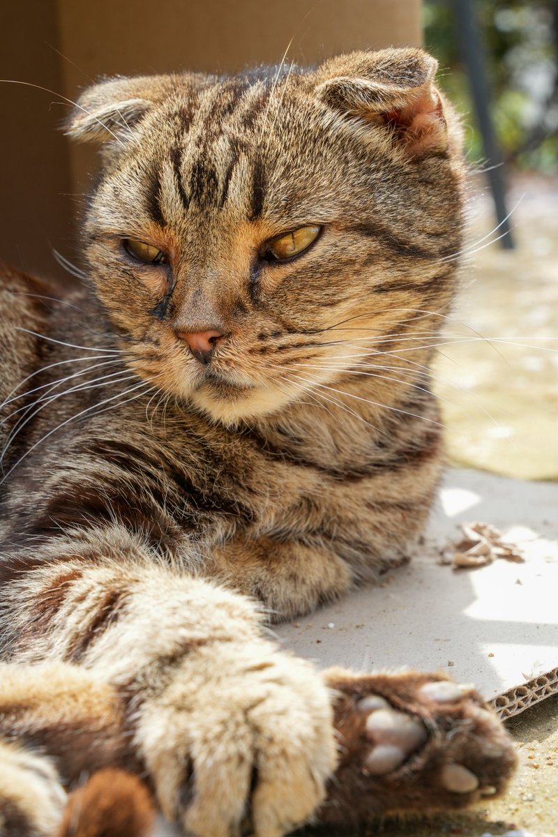 intern_kun🐾 (@internkun_neko) on Twitter photo 